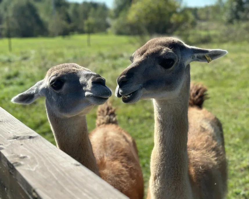 Фото Эко-ферма Тишь да Крышь - Зоопарки / Фермы / Океонариумы в Москве | Досугатор